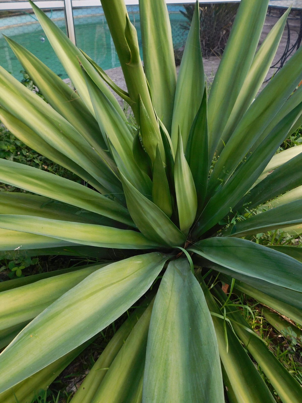 RARE Furcraea Foetida False Agave bare root seedling