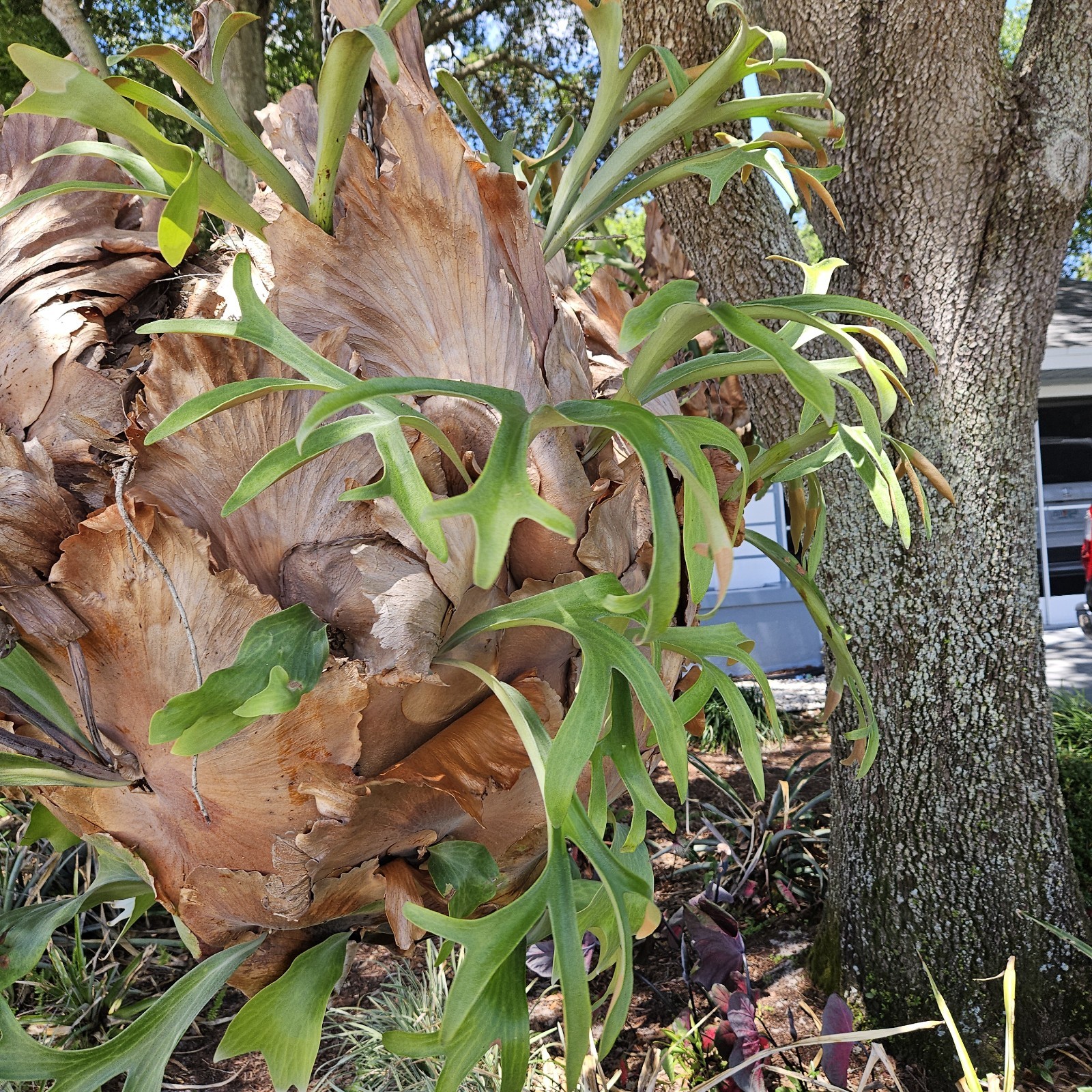 STAGHORN FERN, LARGE PLANT. OVER 20 YEARS OLD, LOCAL PICKUP ONLY.