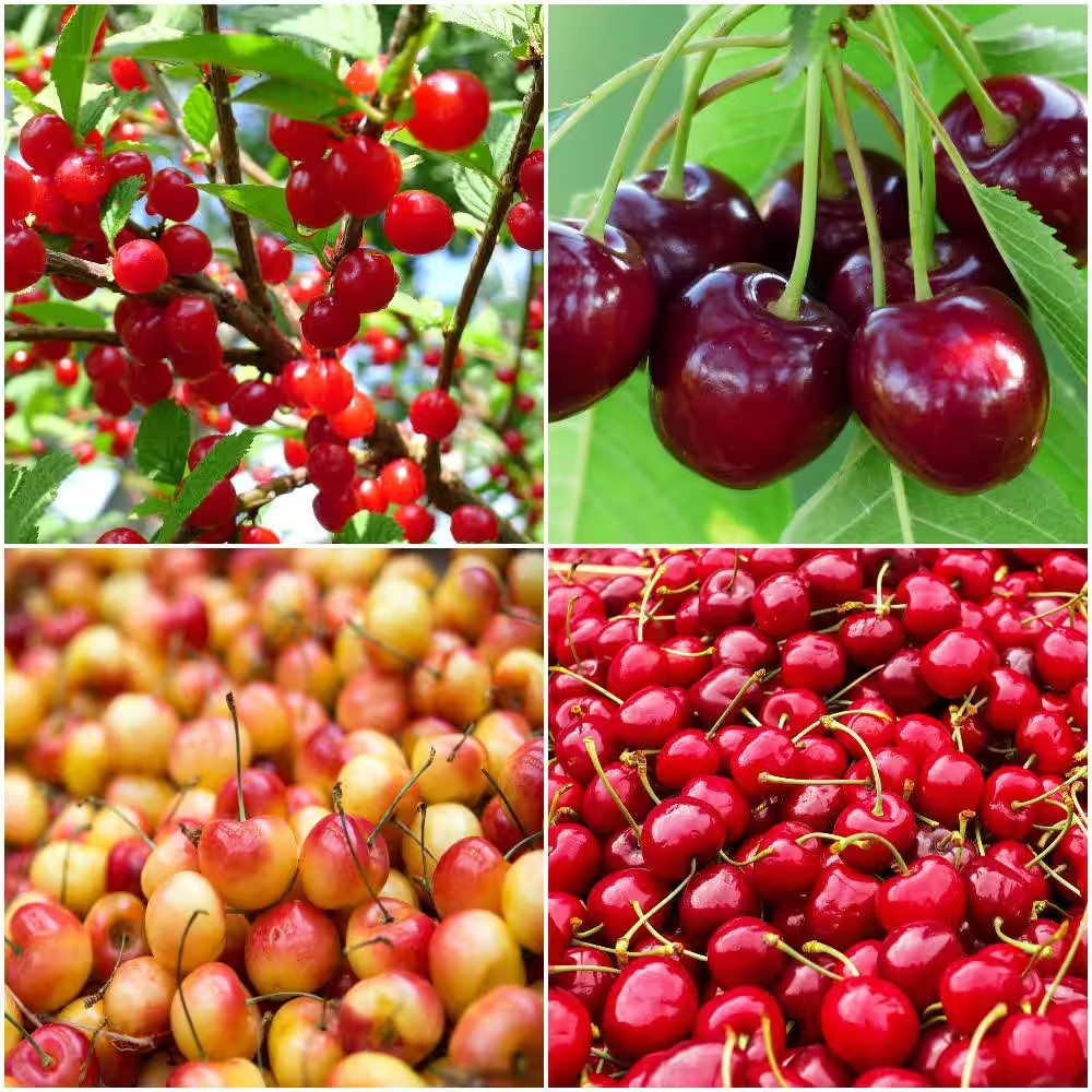 4-In-1 Cherry Jubilee Tree Bare Root