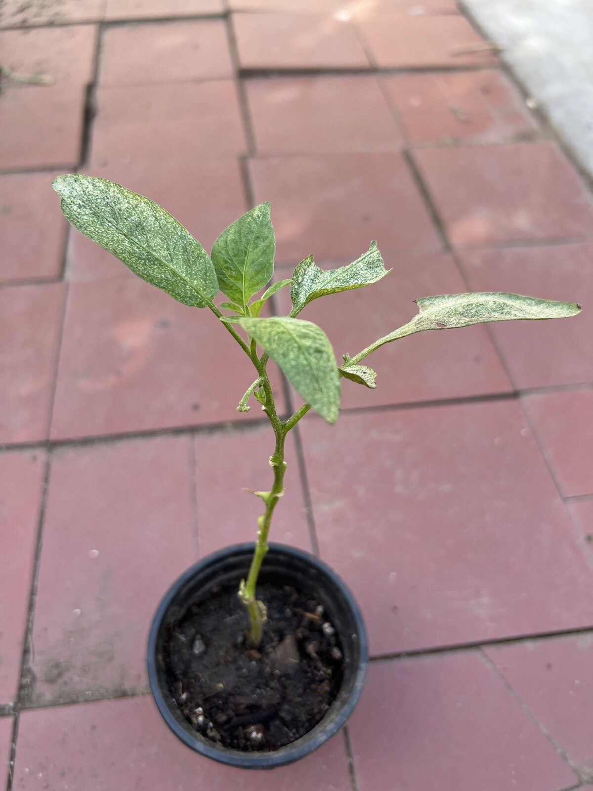 1 Pepino Melon Plant 8” With Pot Golden Sweet 人参果Ginseng Fruit Plant