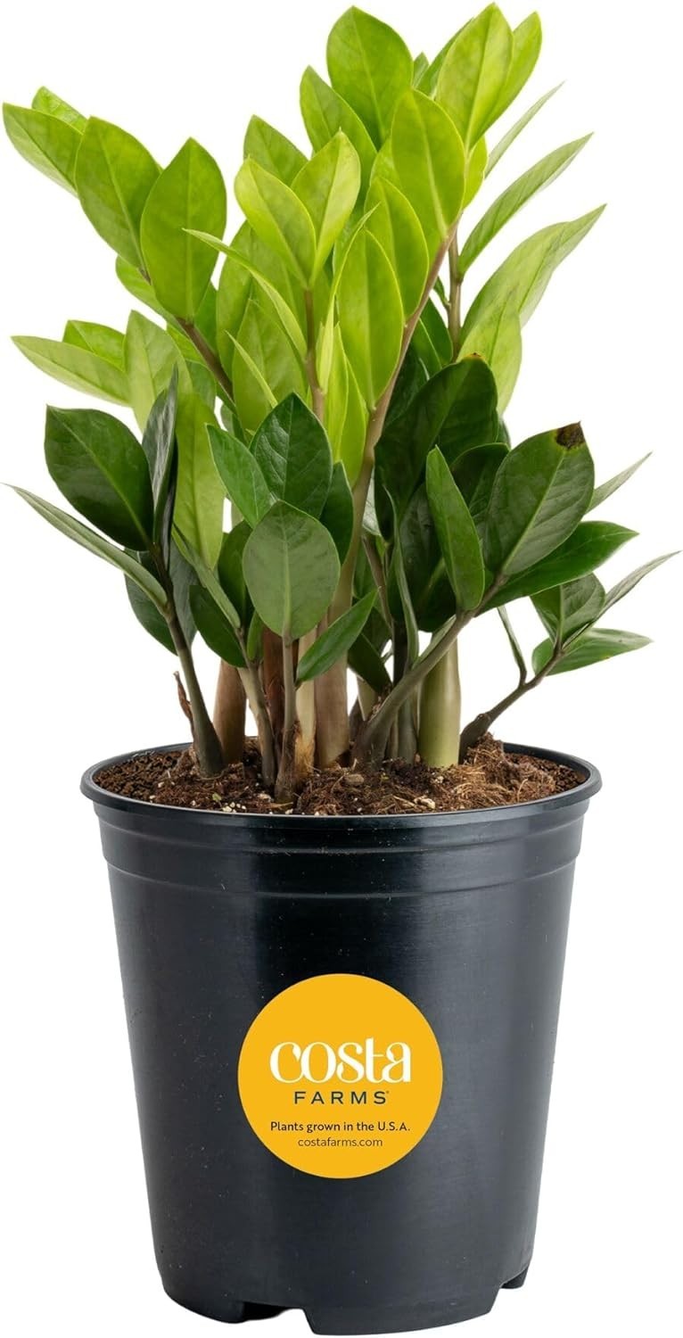 Sleek ZZ Plant – Air Purifying Indoor Decorative Houseplant, Easy Care 12-20 In