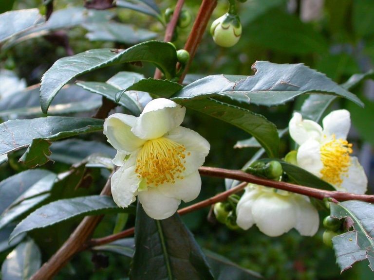 Camellia sinensis darjeeling HARDY TEA CAMELLIA Seeds!