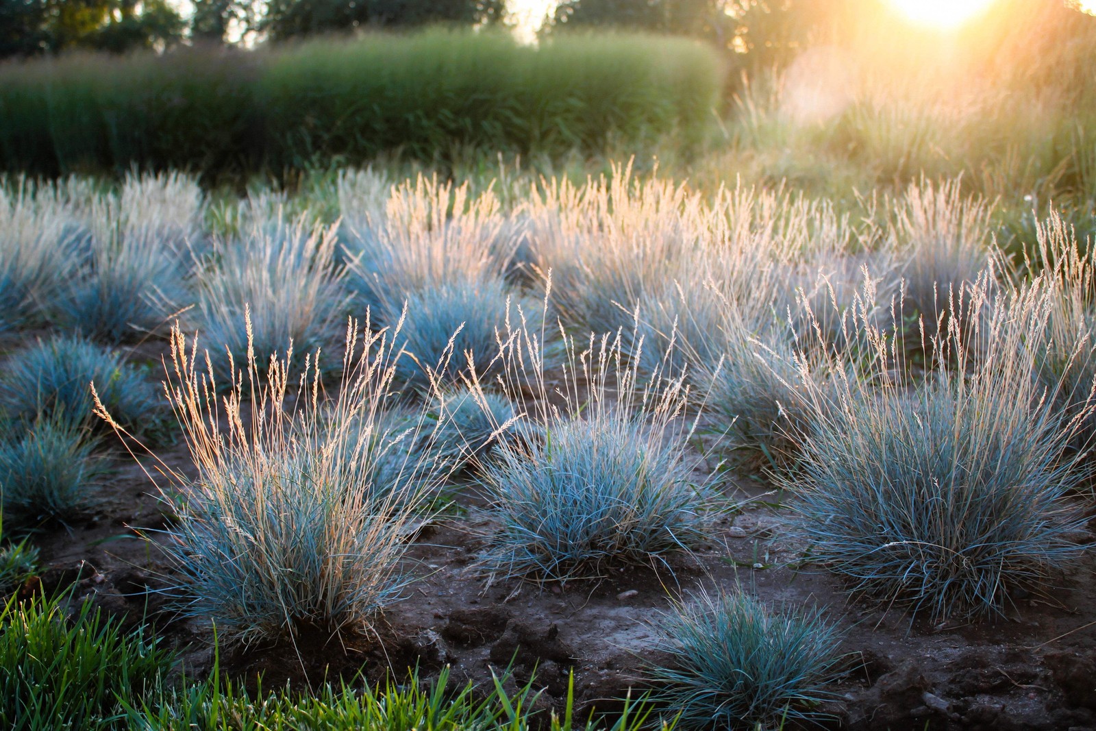 100 BLUE Sheeps FESCUE GRASS Fesnea Ovina Glauca Cinerea Seeds