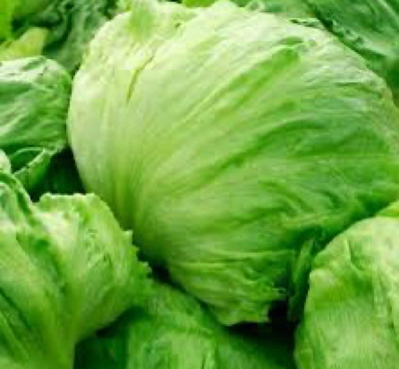 1200+ ICEBERG BATAVIAN LETTUCE SEEDS (Lactuca sativa) | Non-GMO – USA FREE SHIP