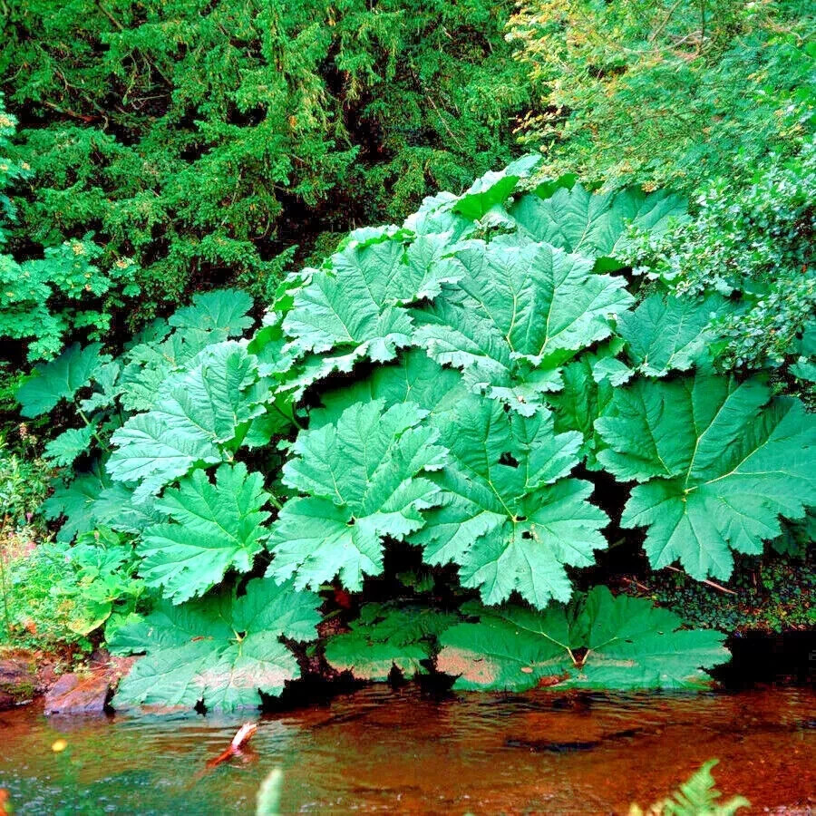 5 Gunnera Manicata Seeds