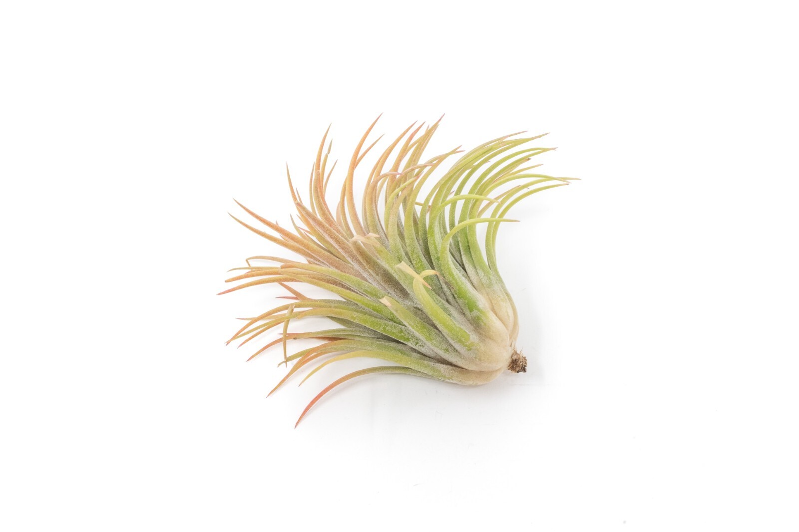 Large Tillandsia Ionantha Rubra Air Plants – Live – Indoor/Outdoor House Decor
