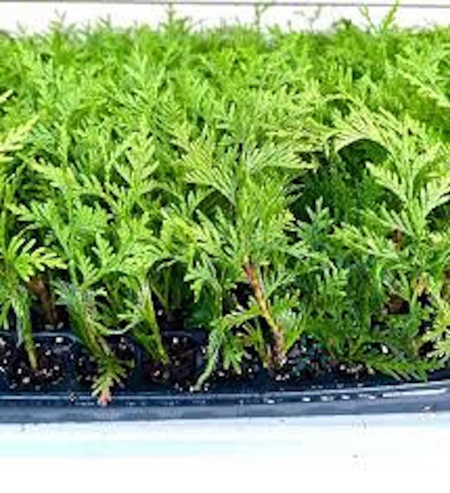 10 Green Giant Tree Arbovitae Thuja Plicata Evergreen Tree Starter