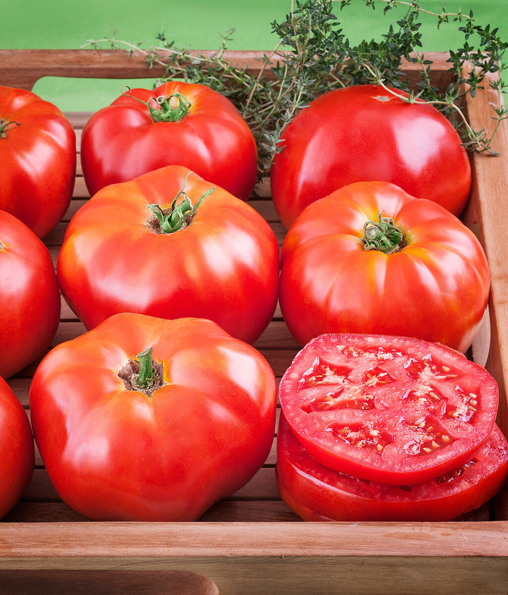 SIMPLE SALSA GARDEN SEED MIX Onion, Jalapeno, Tomato, Cilantro 100 seeds