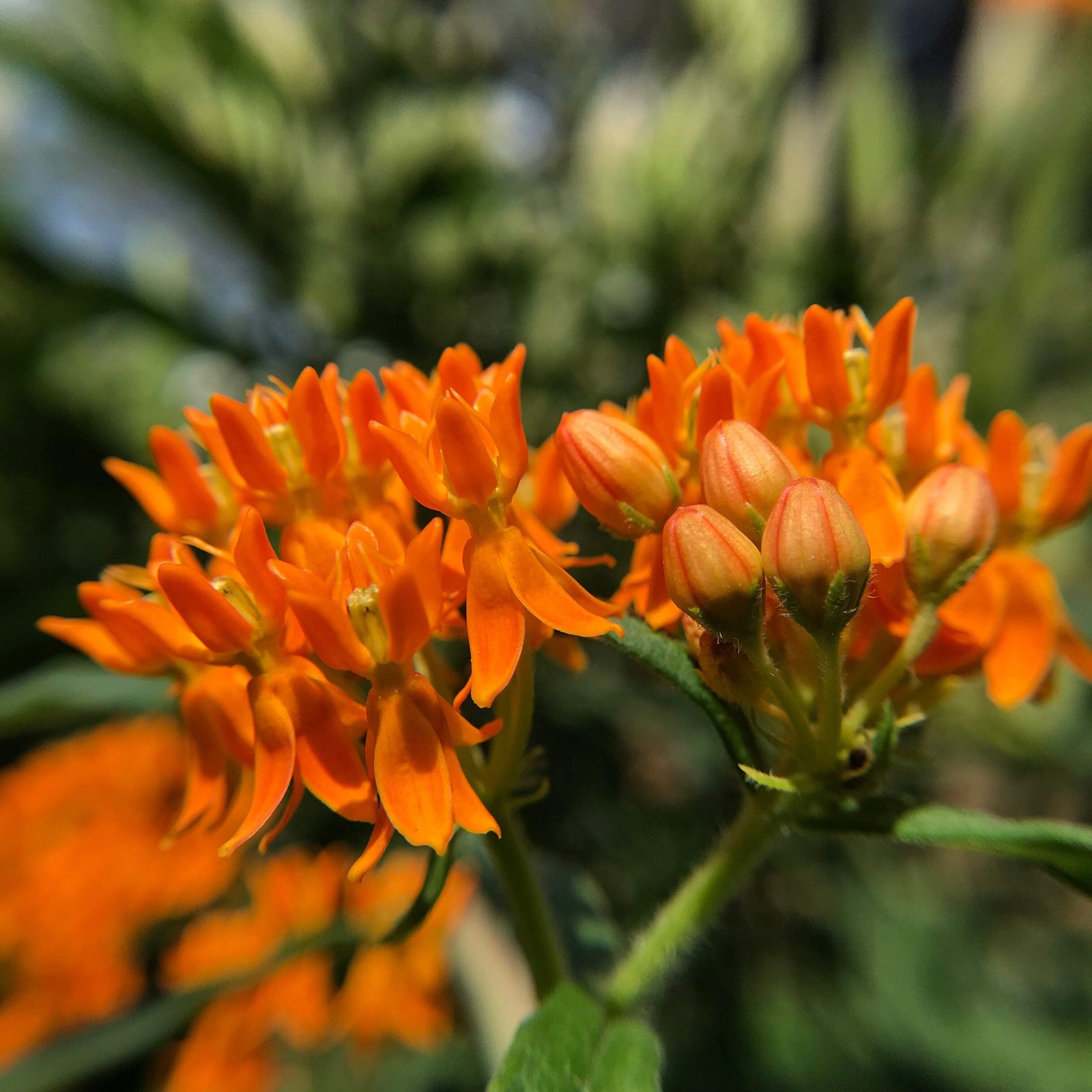 Butterfly Milkweed Seeds, Pleurisy Root (Asclepias tuberosa) ~Native Pollinator