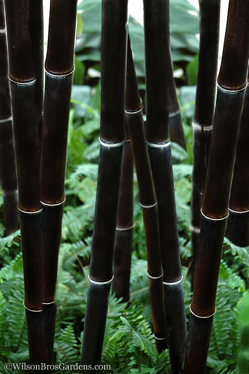 Black Bamboo Plant – Phyllostachys Nigra – 1 Gallon Sz – NOT Just a Root Ball