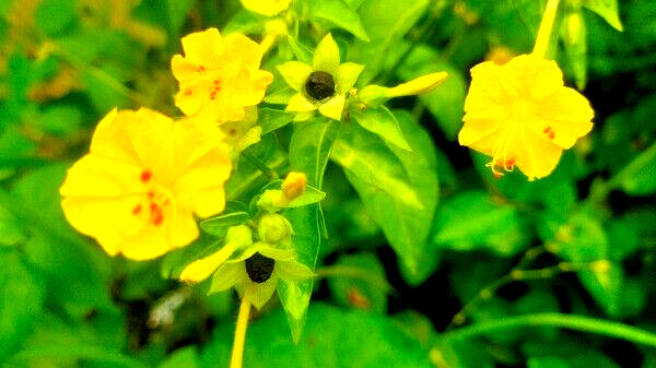 25 YELLOW FOUR O’CLOCK SEEDS | SALE FREE SHIPPING NON GMO HEIRLOOM