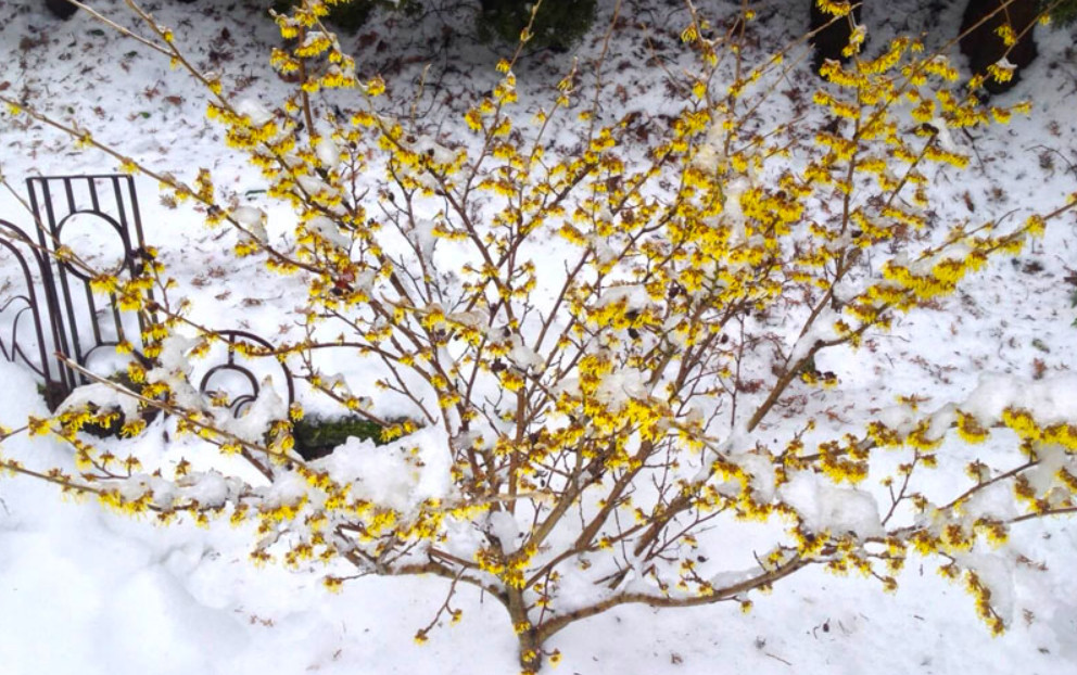 Live Witchhazel Plant, Hamamelis virginiana, 8” Tall, 4” Pot, Deciduous Shrub