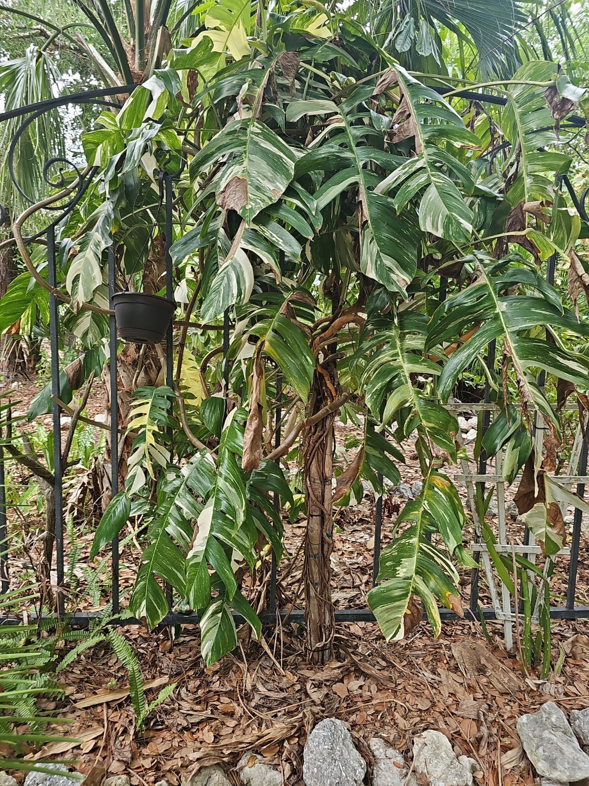 XXL MATURE Epipremnum Pinnatum Albo Variegated Fully Rooted Live Plant