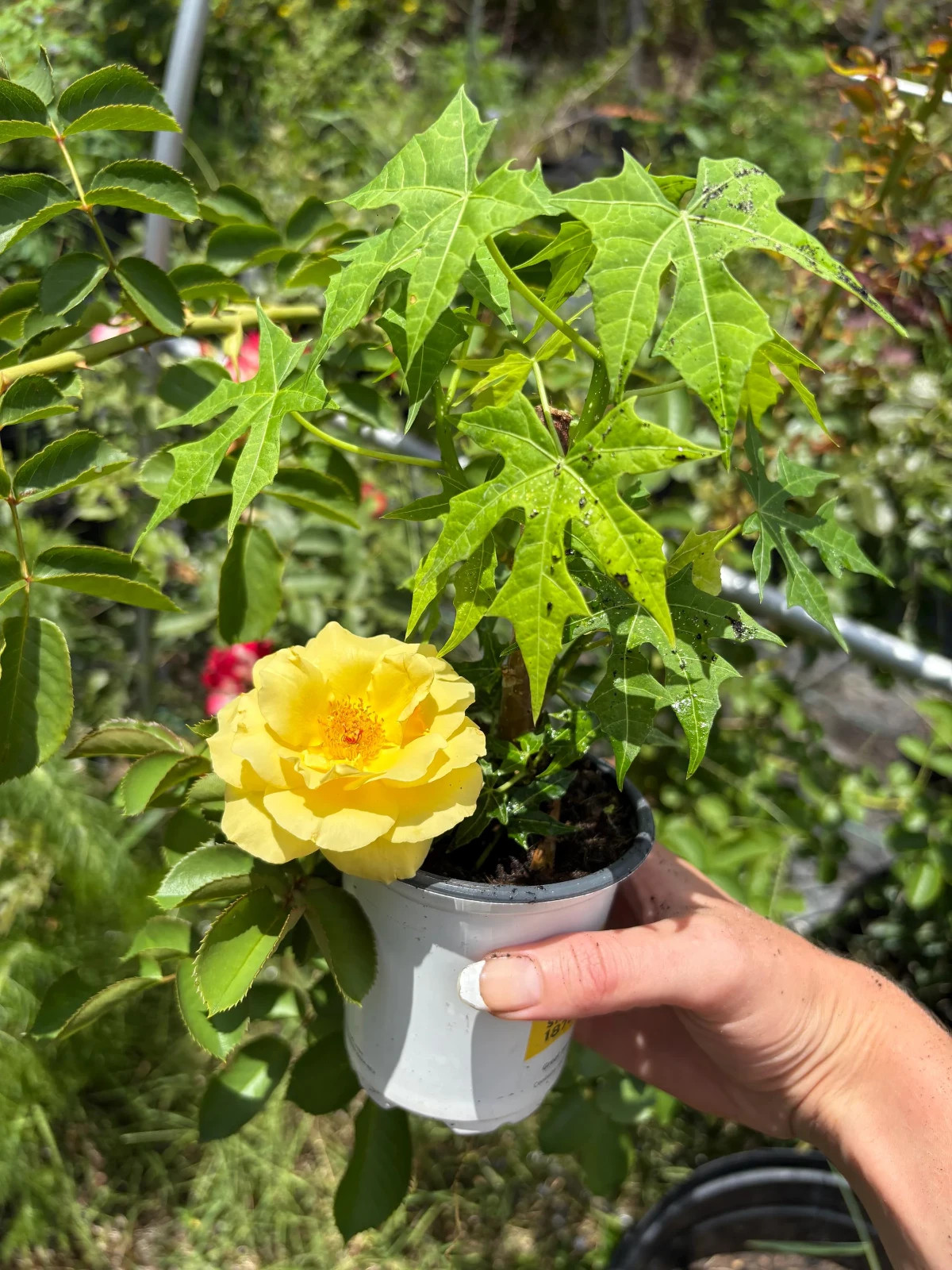 9 Inch Rooted Chaya Tree Spinach in a Soiled Pot – Mexican Perennial Chaya