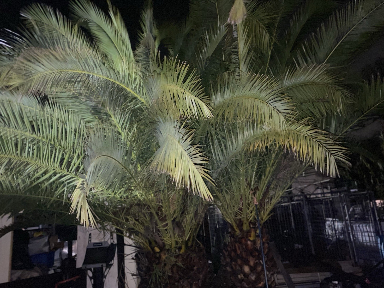 2 Pineapple Palm One Male And The Other Female Both Are 17”tall And25 Years Old