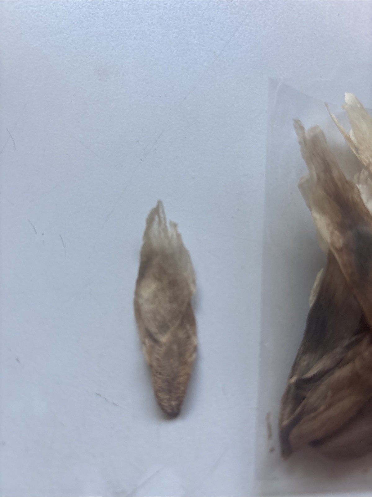 Plumeria Seeds From Variety Of Colors. At Least 20 Viable Fertile Seeds.