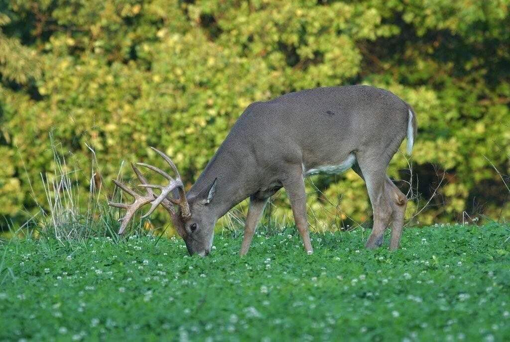 Wildlife Food Plot Blend & Forage Seed Mix by Eretz – CHOOSE SIZE! Oregon Grown