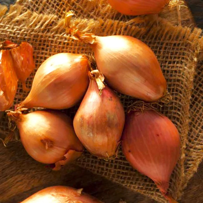 Nero Shallot Sets (Bulbs) | Traditional Round Onion Set Seed 2024 Fast Shipping