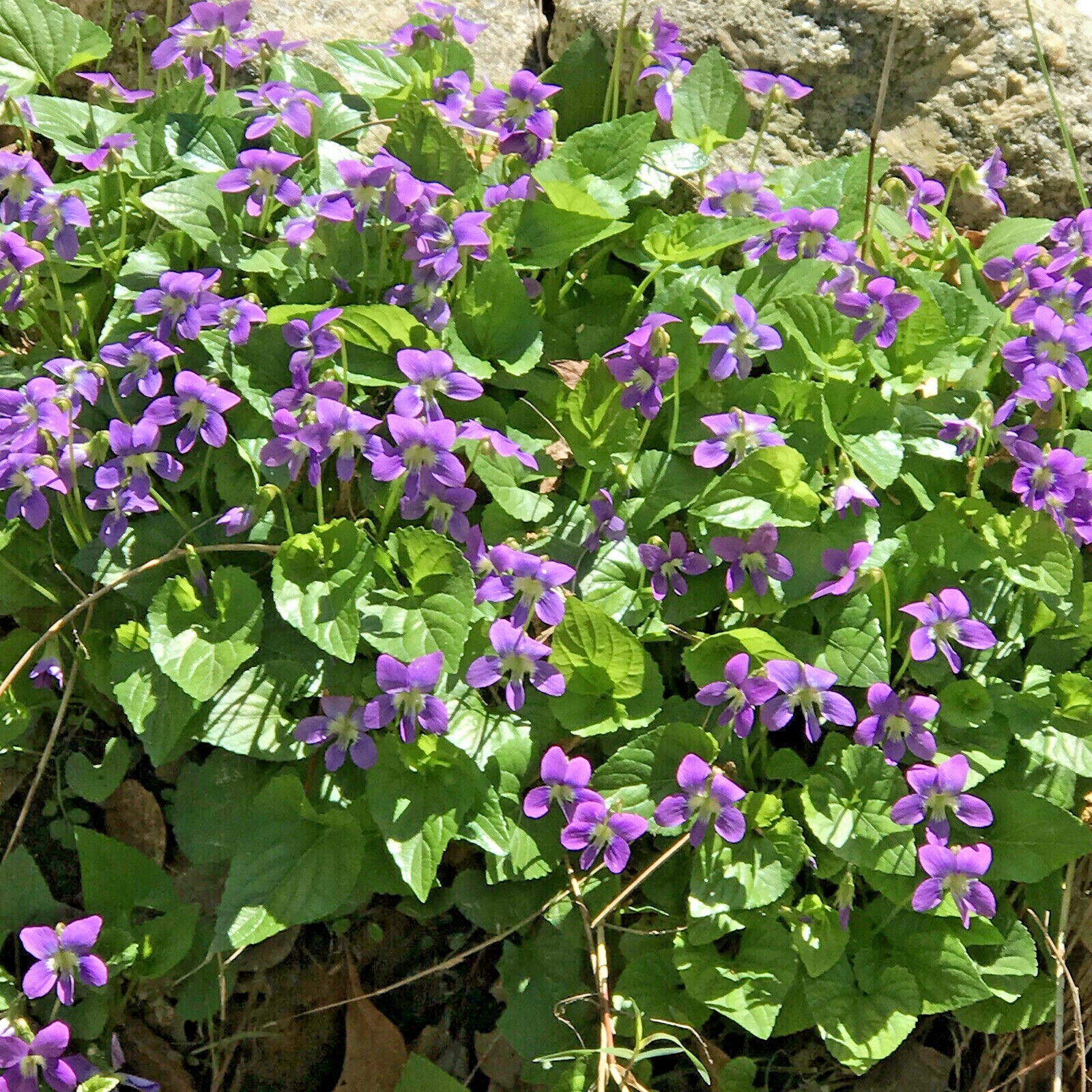 100 Purple Violets Live Starter Plants Bulbs Perennial Bare Root Flower Garden