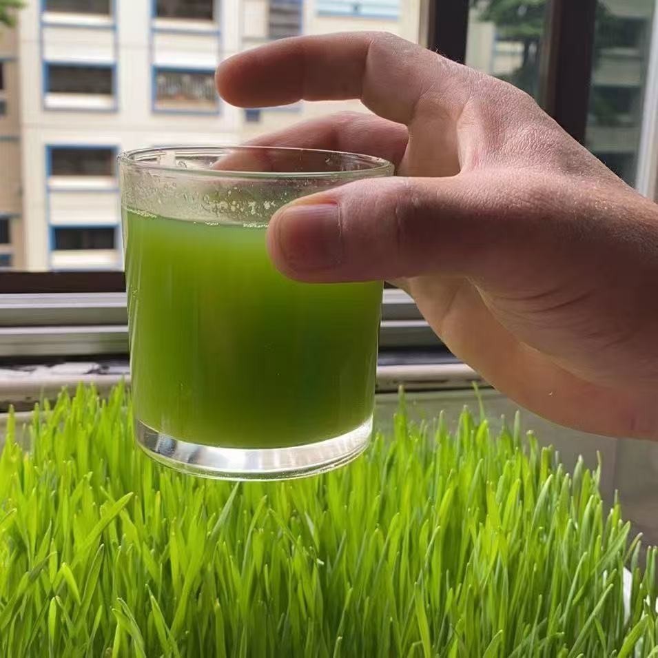 Barley Seeds – High Germination Rate, Grow Barley Grass for Juicing & Cooking