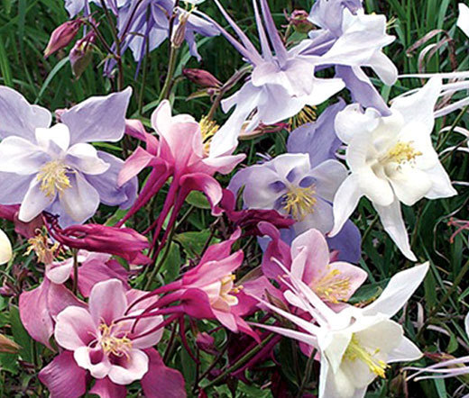 COLUMBINE DWARF MIX Aquilegia Vulgaris – 2,000 Bulk Seeds