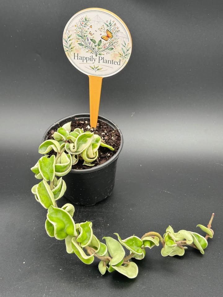 Variegated Hindu Hoya Rope- 4″ Pot Live Plant – Free Shipping
