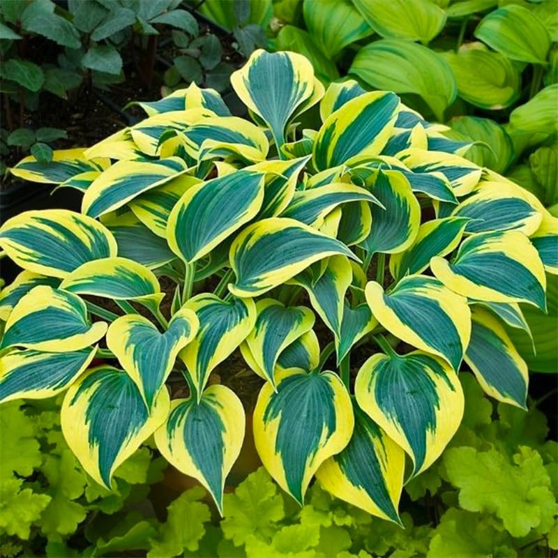 Mix Hosta Seeds-215Pcs Perennial Flower Seeds for Planting in Your Home…
