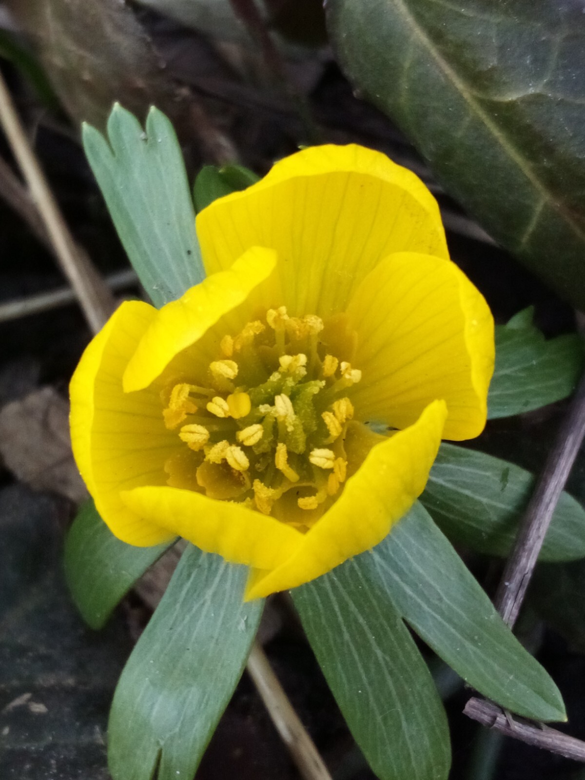 100 SEEDS WINTER ACONITE