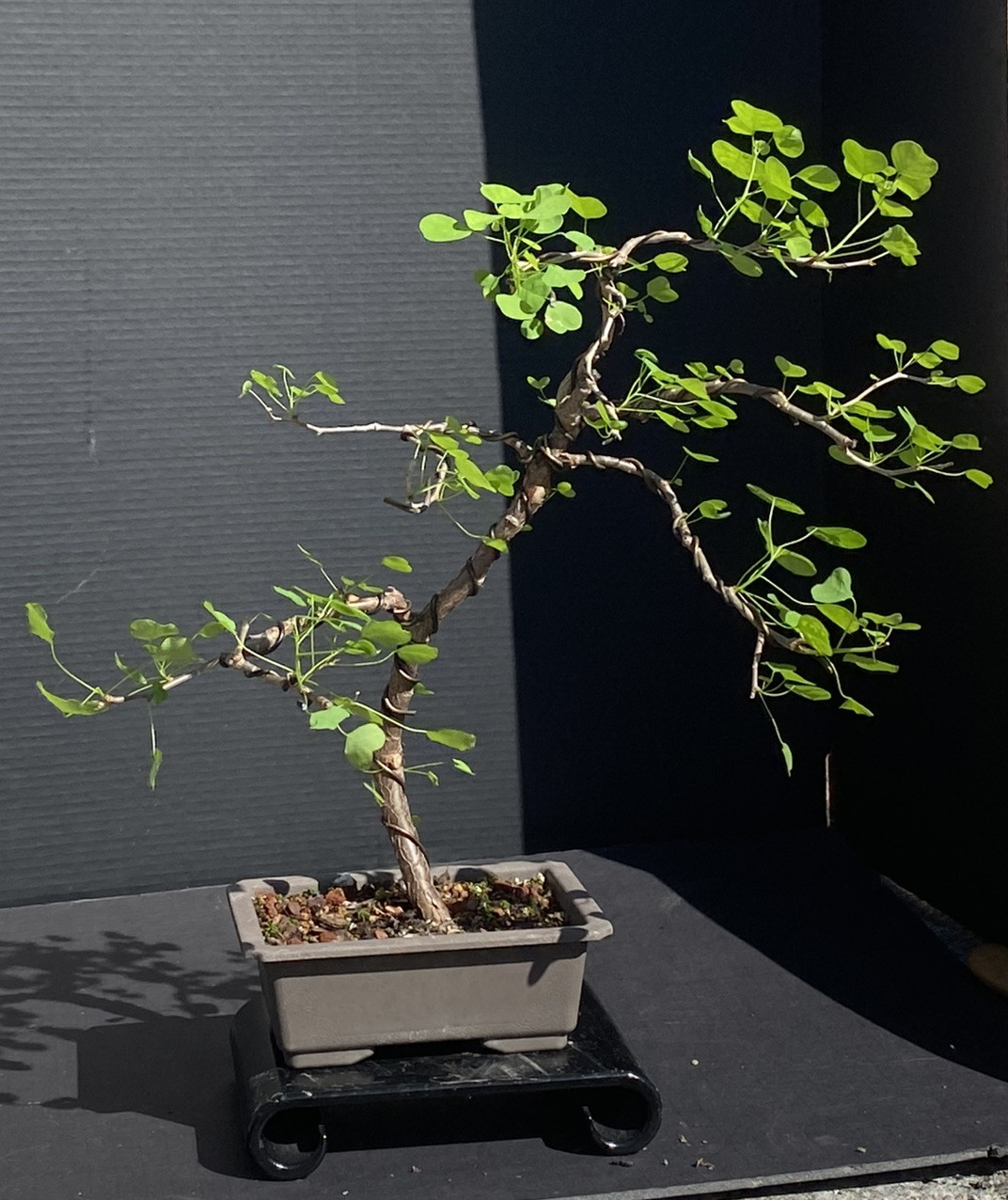 Florida Aspen Shohin Bonsai