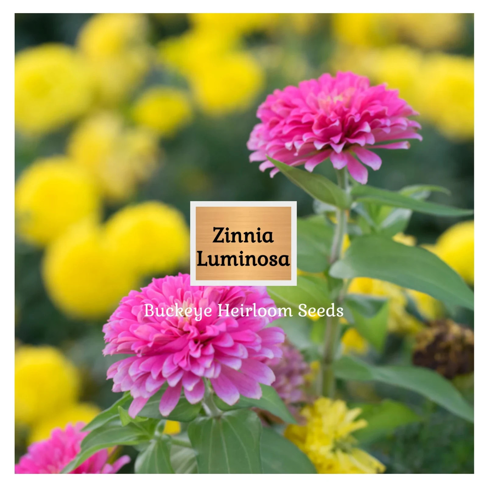 Zinnia | Luminosa | 100 Seeds | (Zinnia elegans) | Easy to Grow | Heirloom