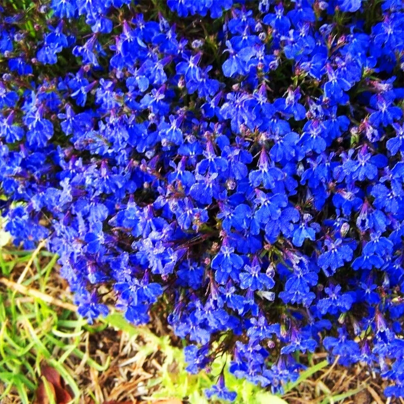 20000+ Magic Blue Creeping Thyme Seeds for Planting Ground Cover Plants Heirloo