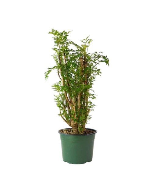 Ming Aralia Tree Plant Live Indoor In 6 Inch Grower Pot Air Purifying Houseplant