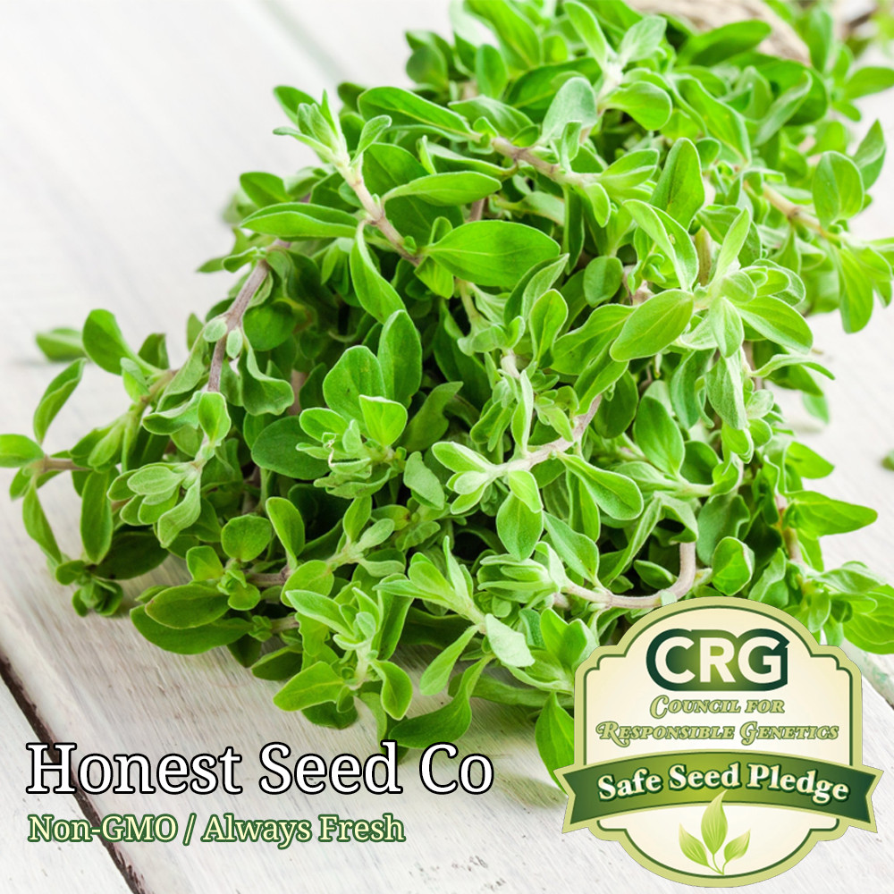 Sweet Marjoram Herb Seeds | Non-GMO | Fresh Garden Seeds