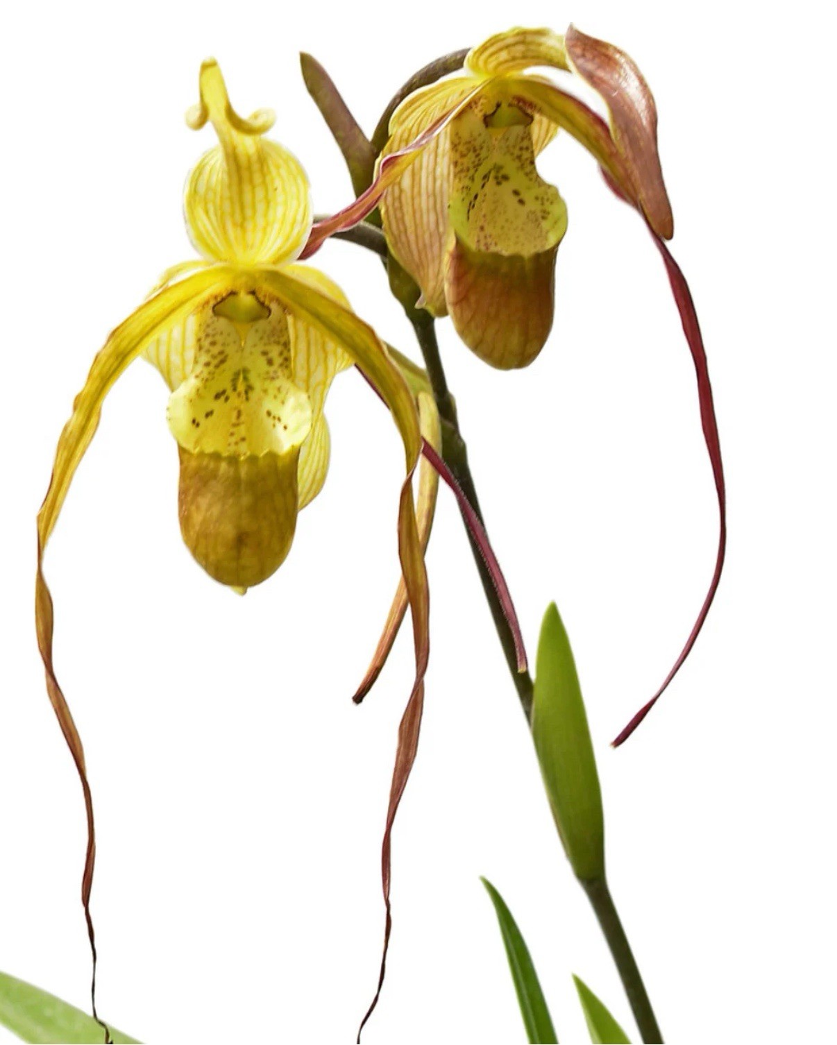 Phragmipedium Wossner Supergrande Olive Green Red Orchid New Growth 3.5” Pot