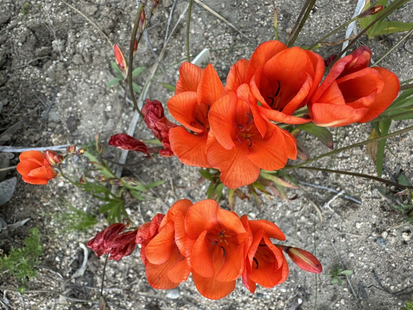 Tritonia Duesta rare 10 fresh 2024 harvested seeds Winter / spring Flowers