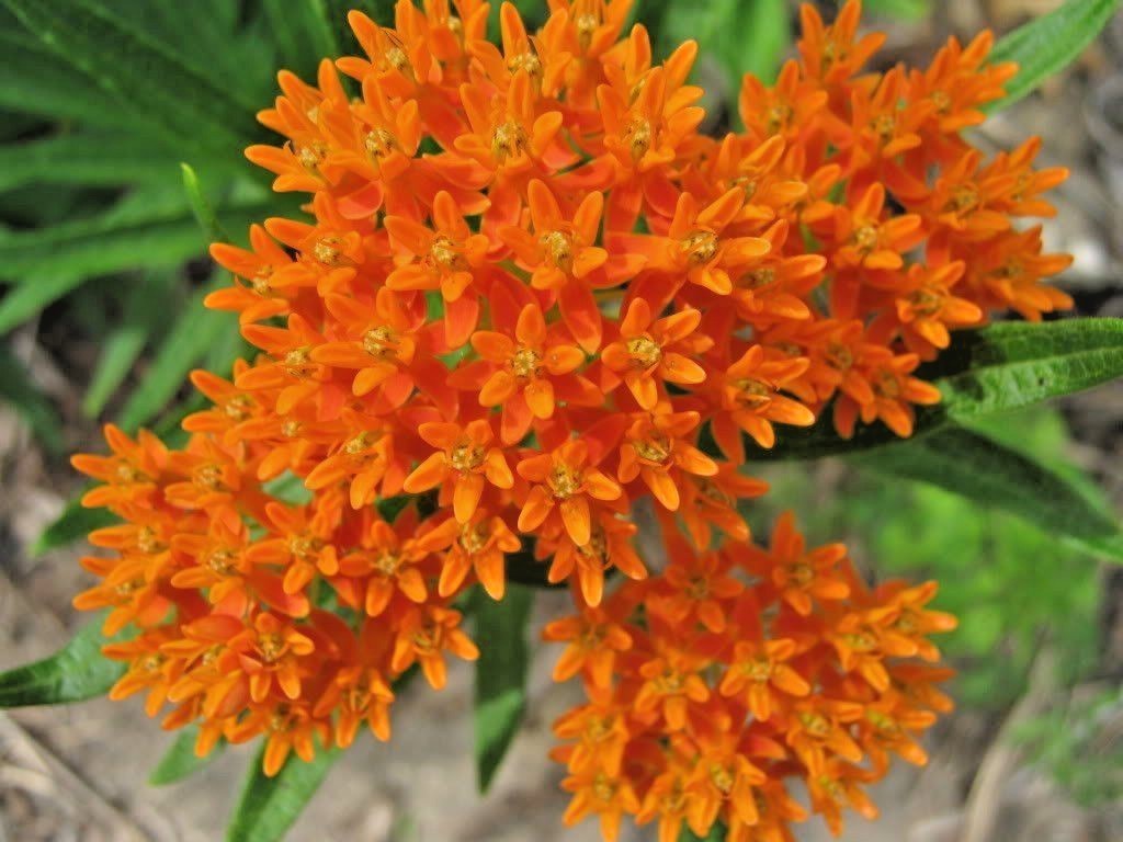 51+ORANGE BUTTERFLY Weed Seeds Native Wildflower Container Garden Heat Cold Easy