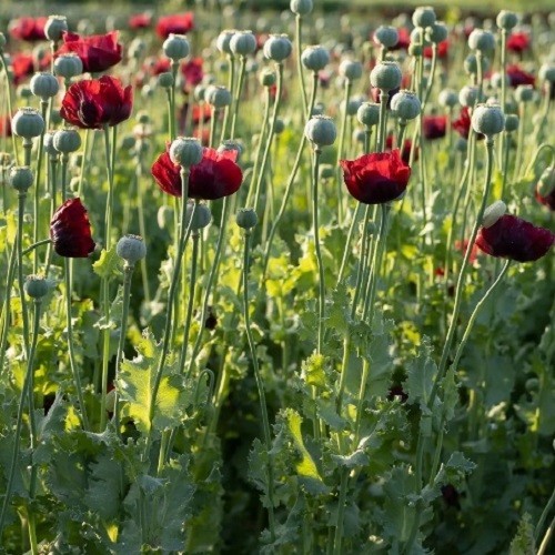 5,000+ Imported English UK Maroon Papever Somniferum Poppy Seeds For Planting