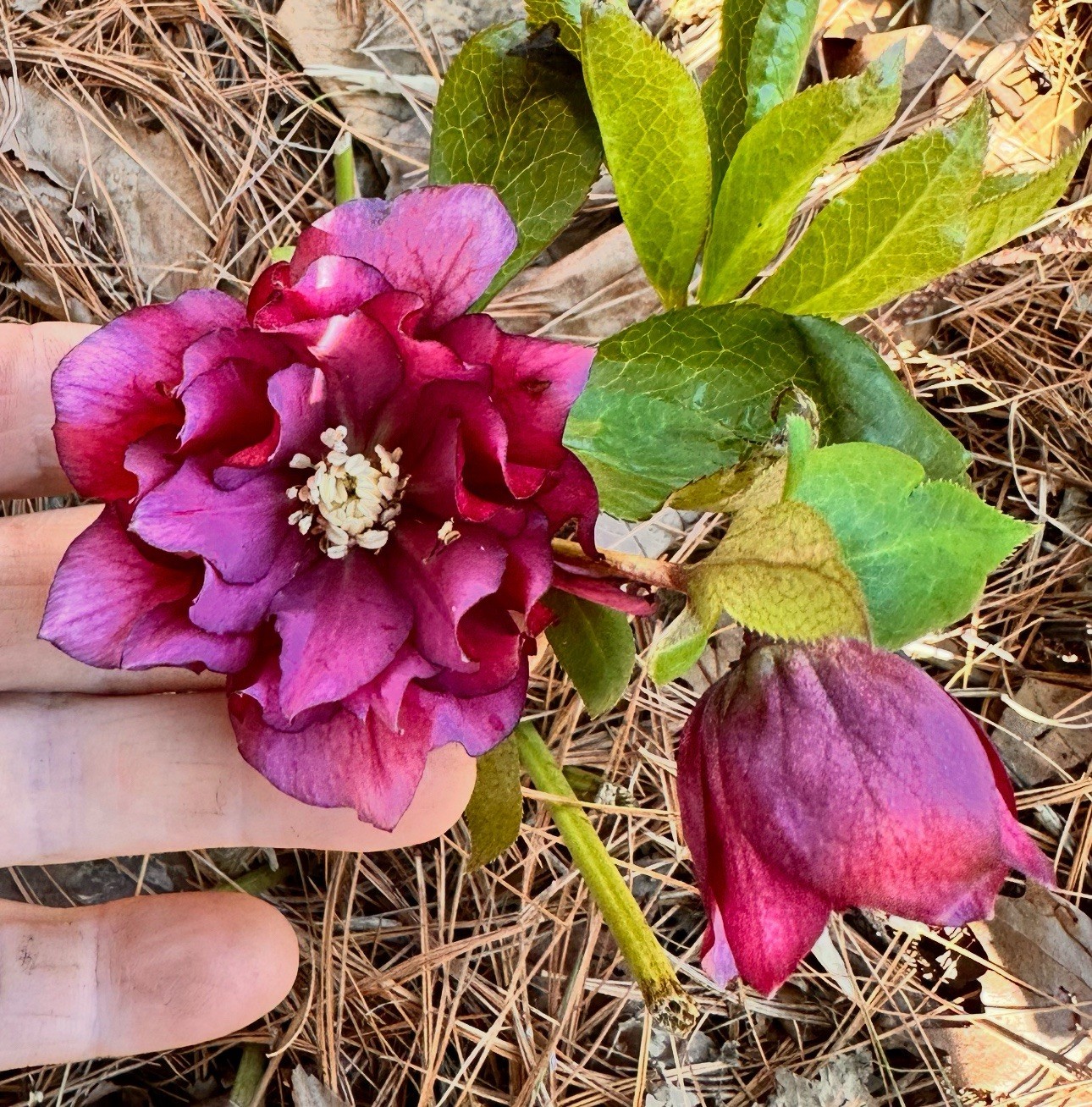 (4) Hellebores Collection. Live Plants. Package Deal!