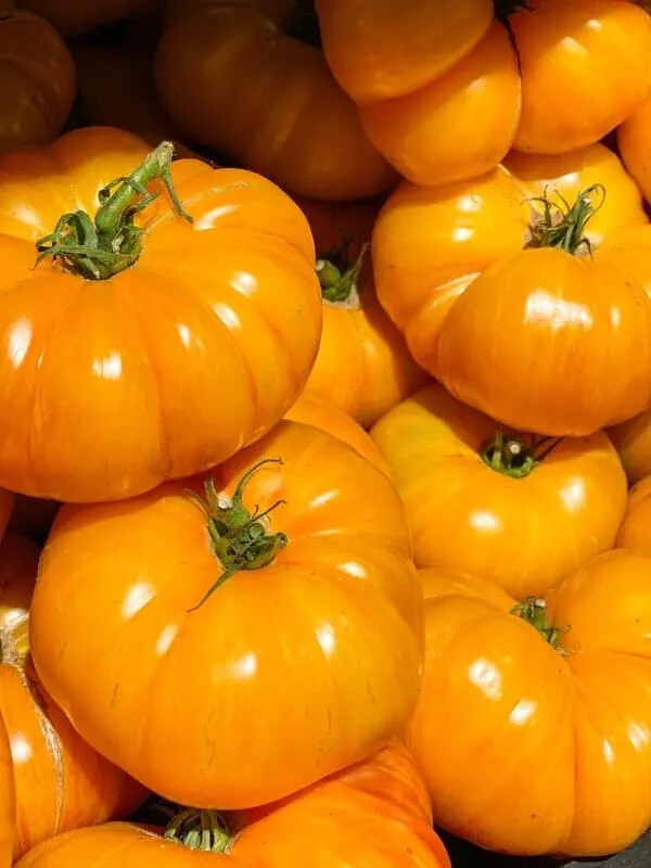 45 ORGANIC Non-GMO Brandywine Yellow Tomato Seeds- Seeds Of Tomorrow