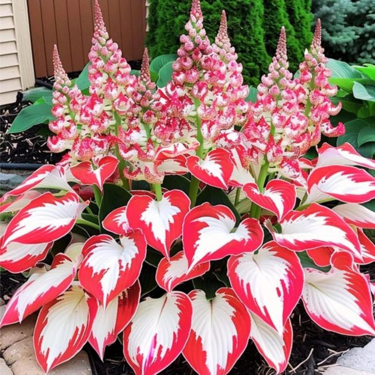 200+ Hosta Seeds Heart-shaped Hosta Bare Roots – Rich Foliage, Low Maintenance,