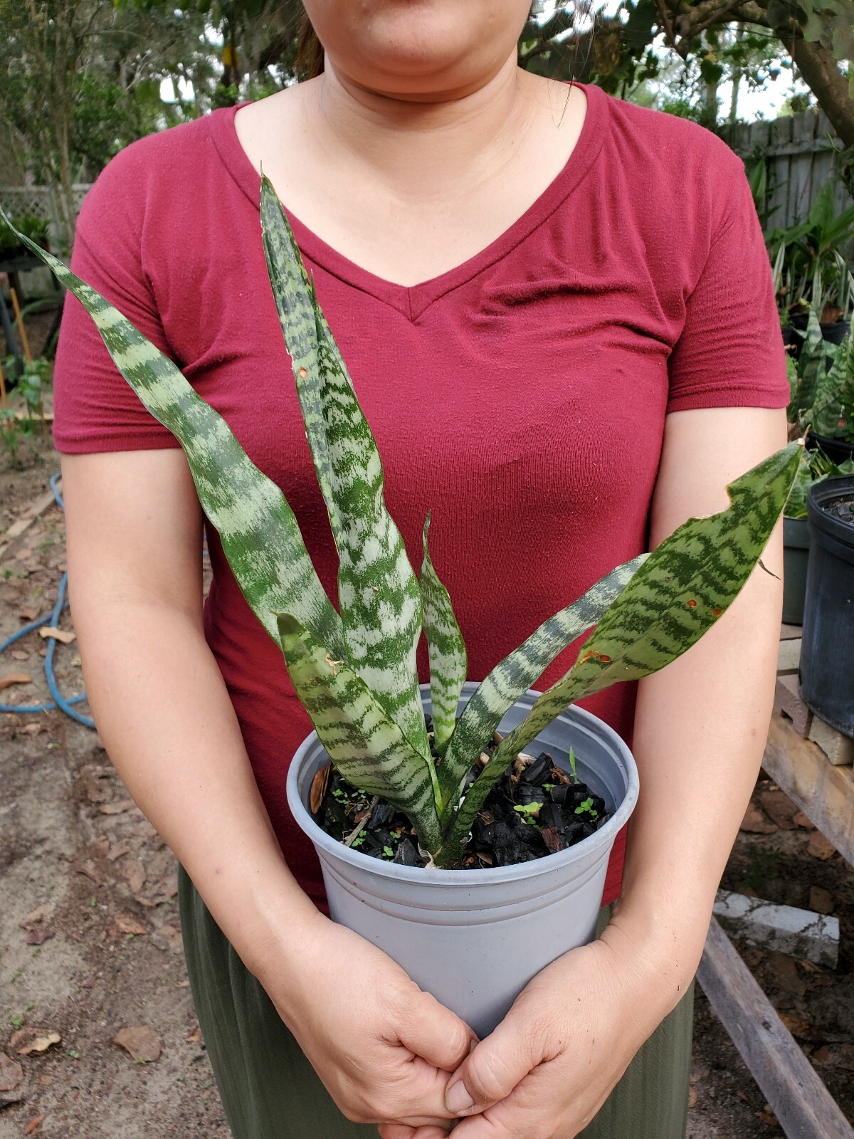 Snake Plant, 10″ + tall Mother-In-Law’s Tongue, Sanseveria Live,