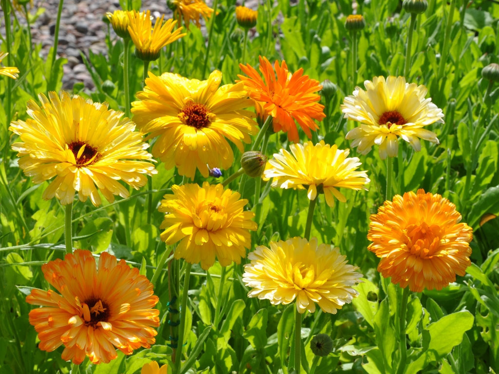 CALENDULA PACIFIC BEAUTY MIX Calendula officinalis SET OF 50 + SEEDS