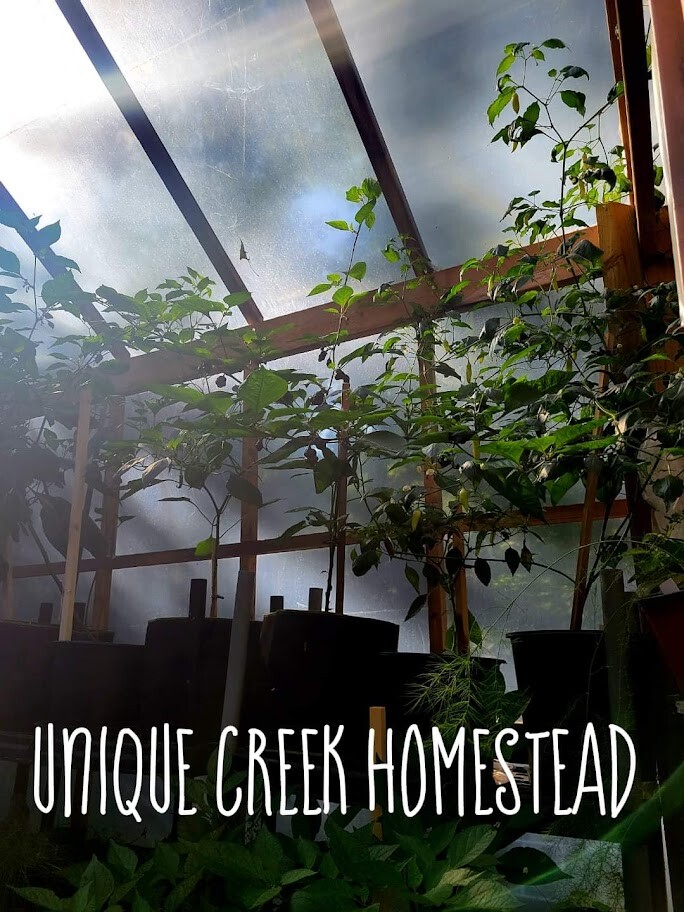 RED ROBIN Dwarf TOMATO Seeds Organically Grown Unique Creek Homestead Certified