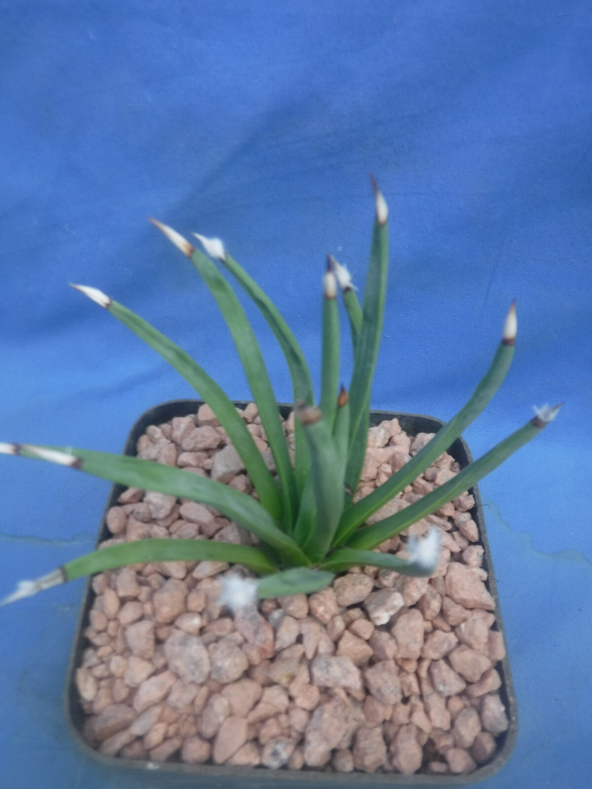 Agave albopilosa “Tufts” Plant VERY RARE Agave! 5+ Years Old! 4″ Wide NICE! B8