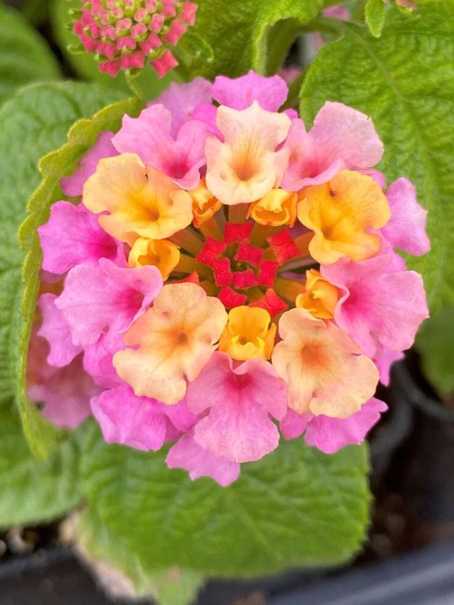 Lantana ‘Blush Pink’ (Rooted Starter Plant) BUY 2 GET 1 FREE