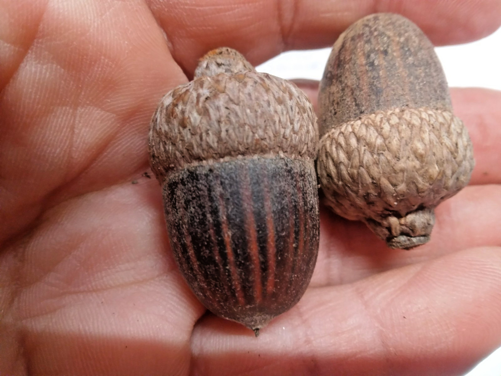 12 NUTTALL X PIN OAK HYBRID ACORNS – (Quercus nuttallii x palustris)