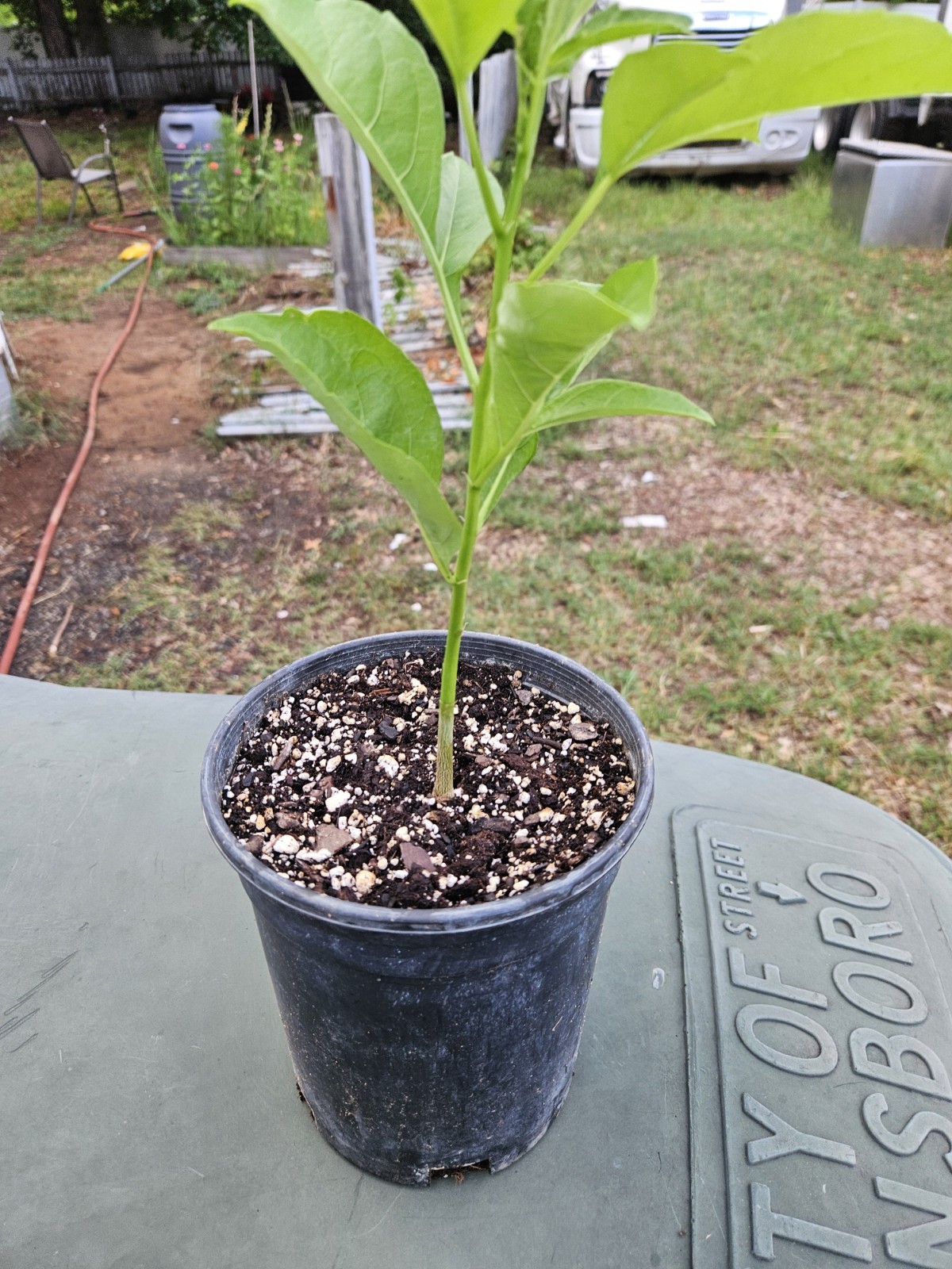 Bonsai Tree Starter Seedling Live Caudex Plant Baobab Boab Bottle Tree