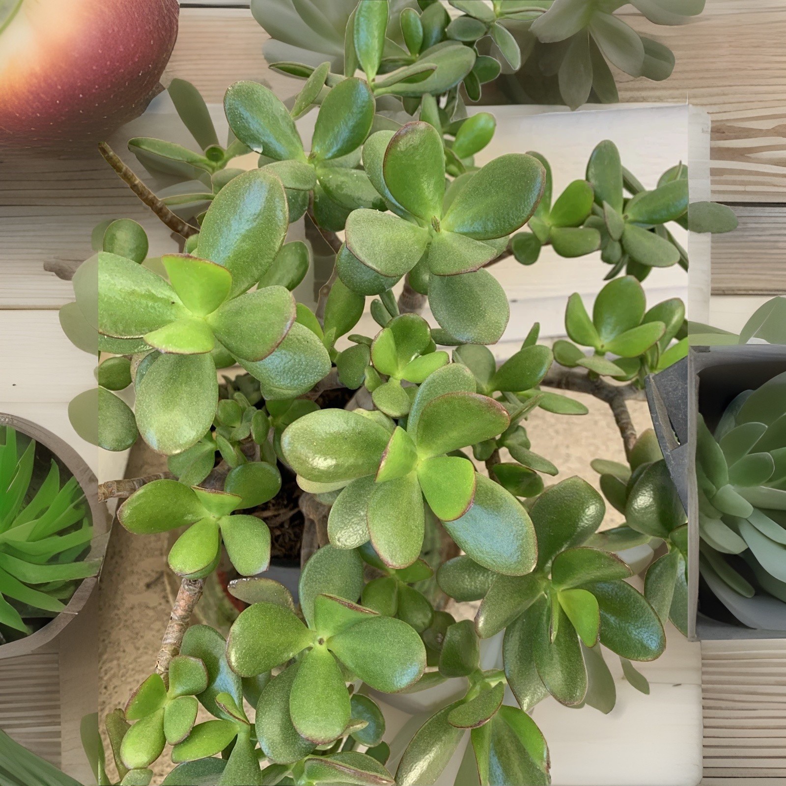 BIG ON SALE..Jade Plant Money Succulent 3″-5″ Single Plant One Branch