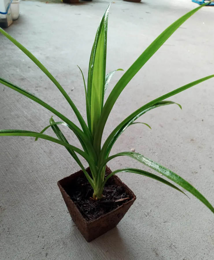 1 Pot 2 Pandan Leaves Plants – 13-15″ Tall – Fresh & Healthy – No Ship to CA
