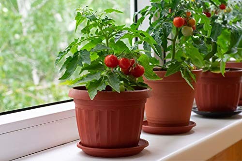 – 40+ Seeds Indoor Dwarf Tomato Year-Round – Vegetable Red